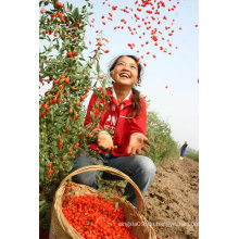 Getrocknete Goji Beeren / Bio Goji Beeren / Chinesische Wolfberry